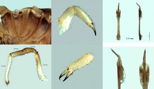 Réf. 243 398 : Nelima ponticoides